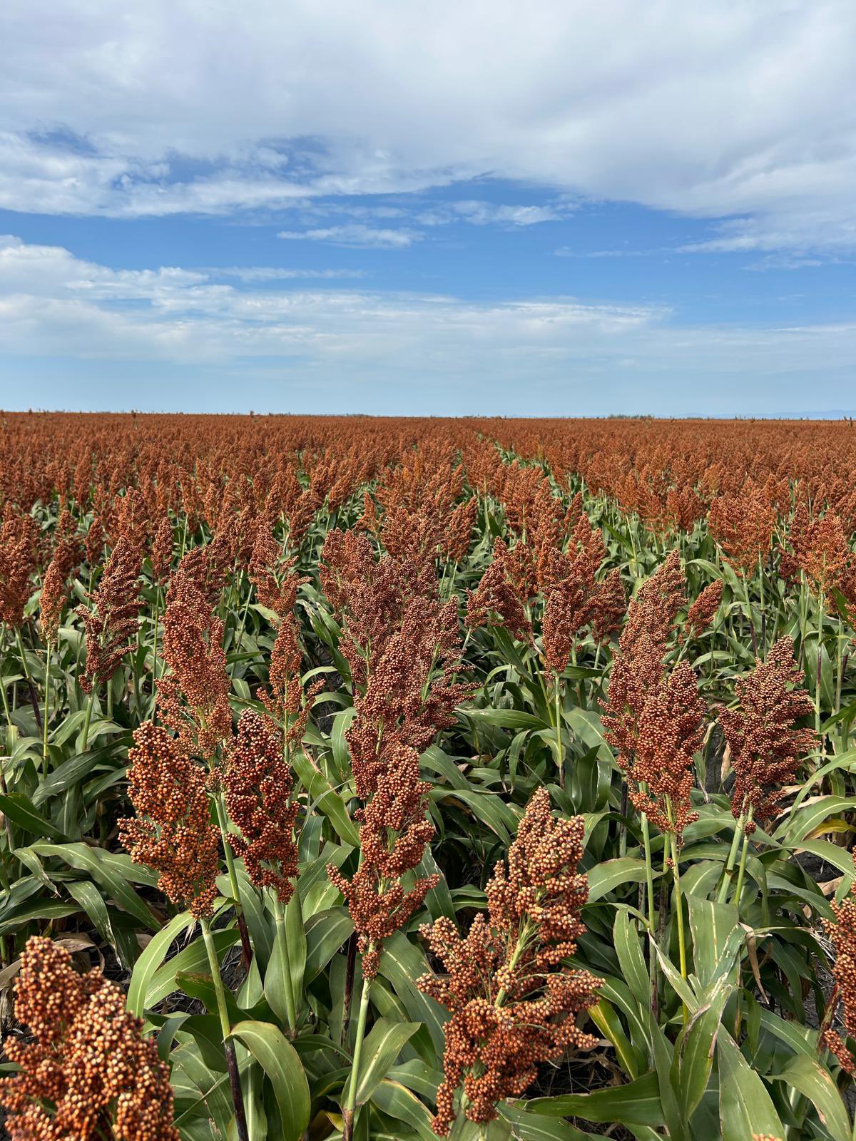 Sorgo entrerriano: casi la totalidad de los lotes está en excelente estado