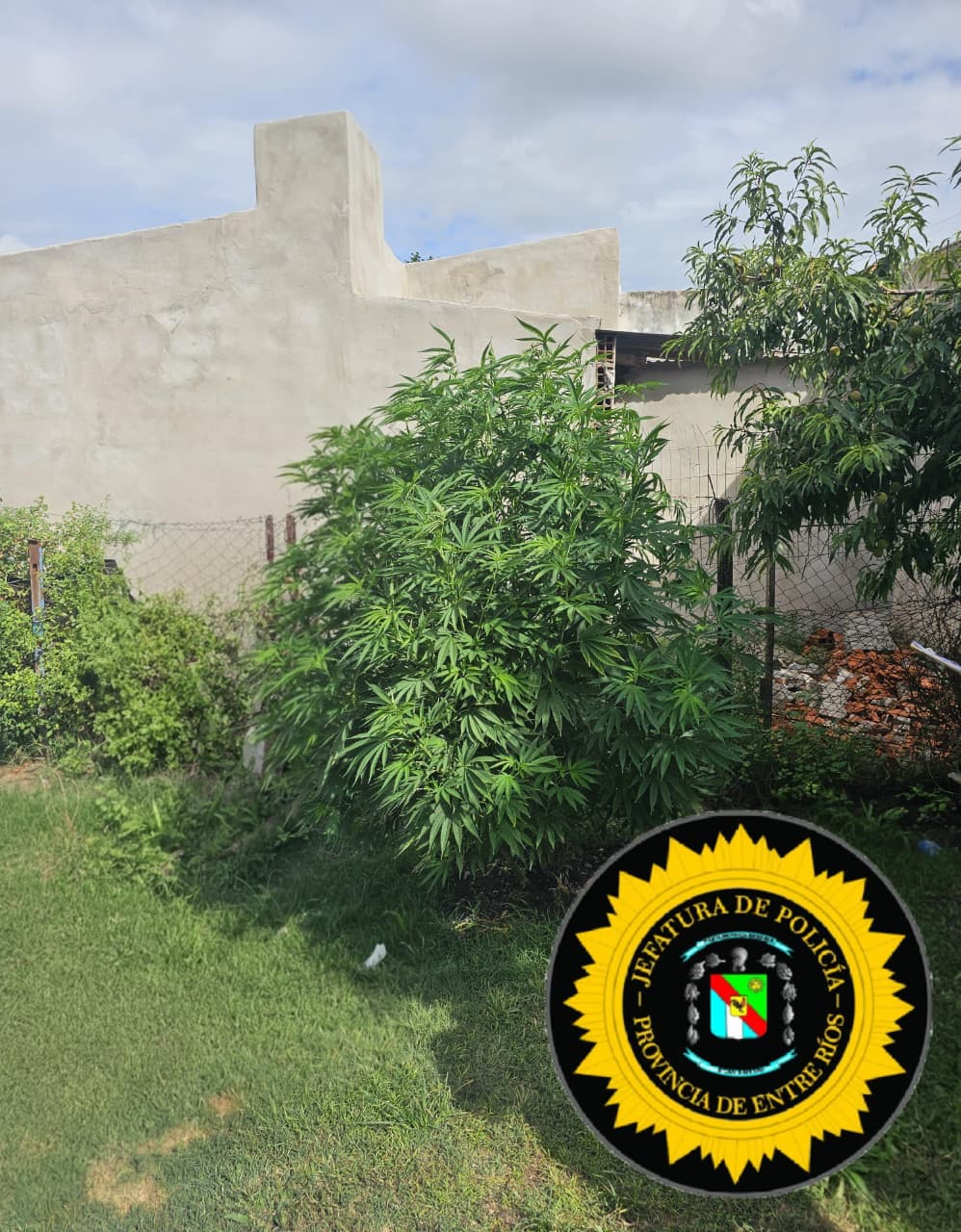 La Policía secuestra moto y plantas de cannabis