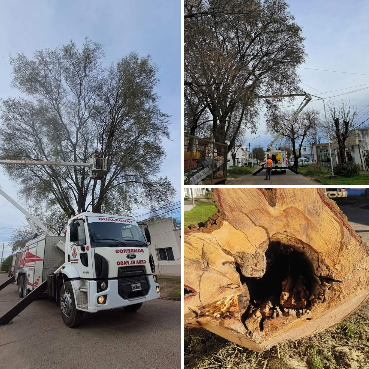 Poda y extracción de un árbol por riesgos para viviendas