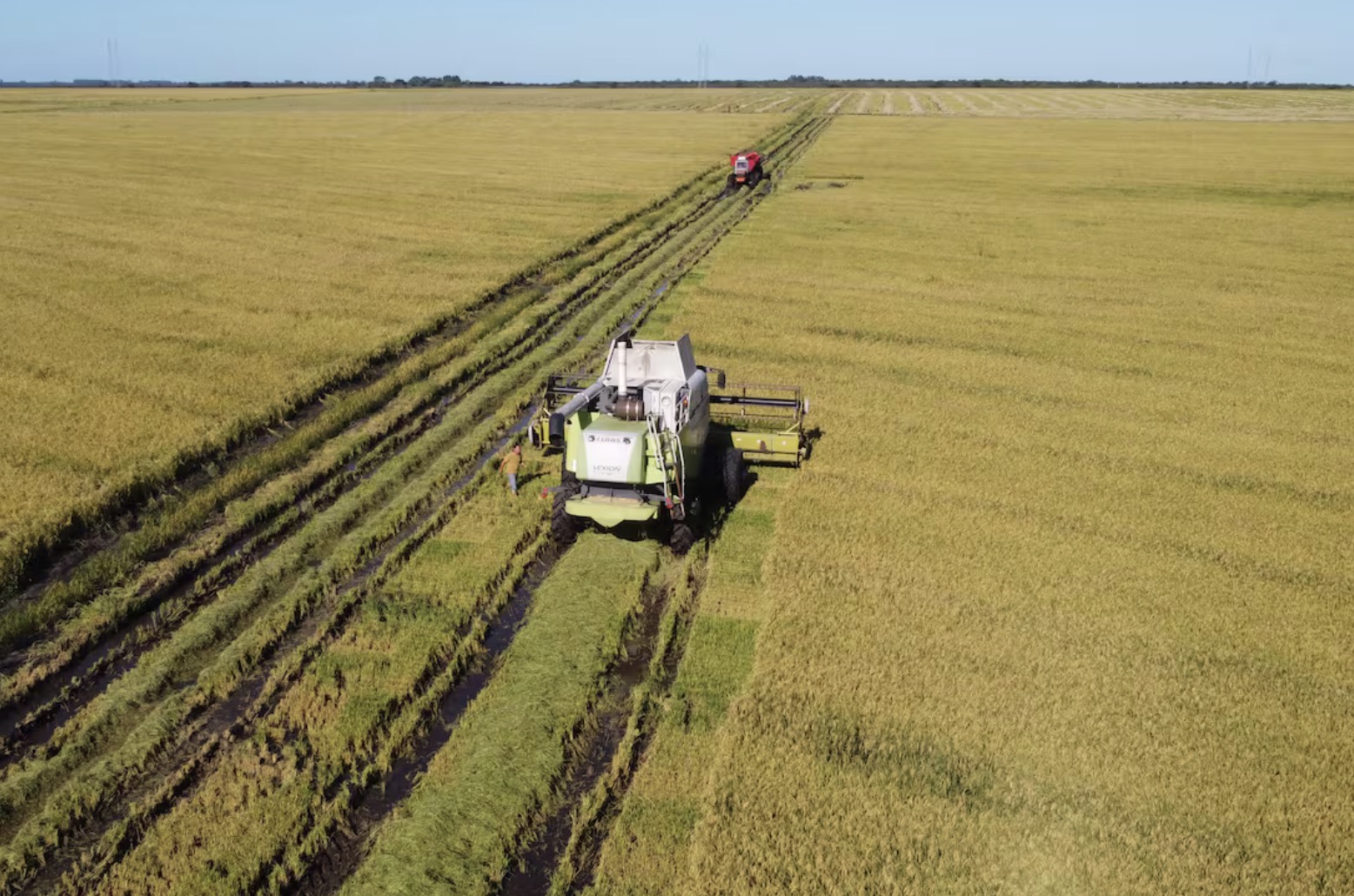 Hay riesgo de que este año muchos productores abandonen la siembra de arroz