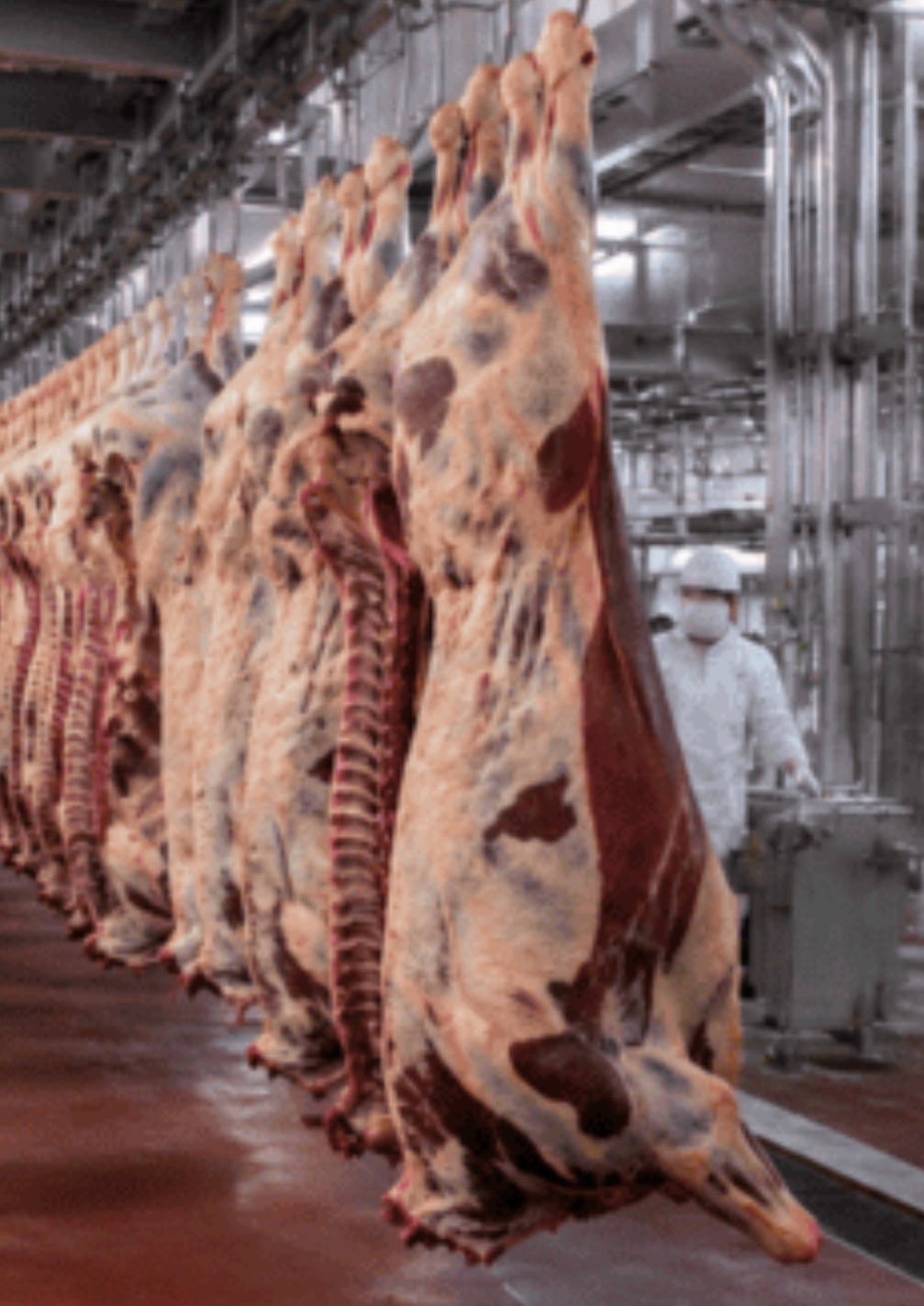 El peso promedio de faena de la ganadería argentina alcanzó una cifra récord