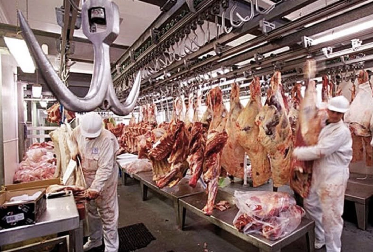 Lanzaron un sistema integral de faena bovina y otros animales