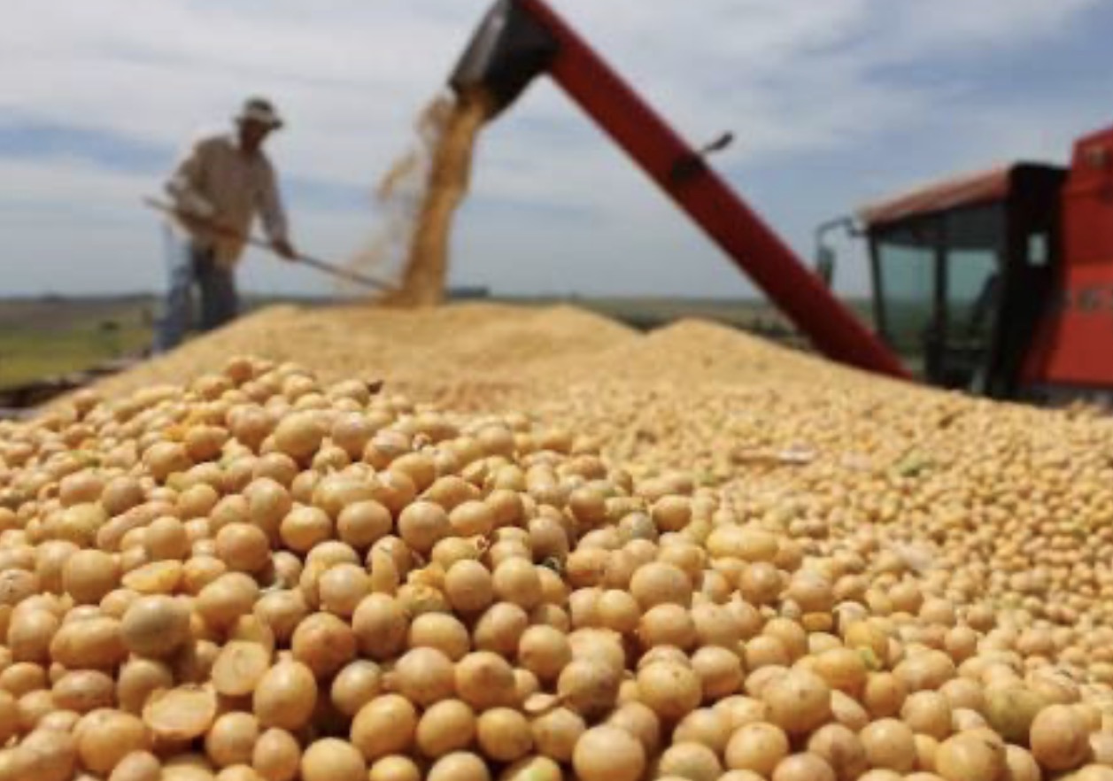 El BCRA eliminó una penalización al crédito para productores con acopio de grano