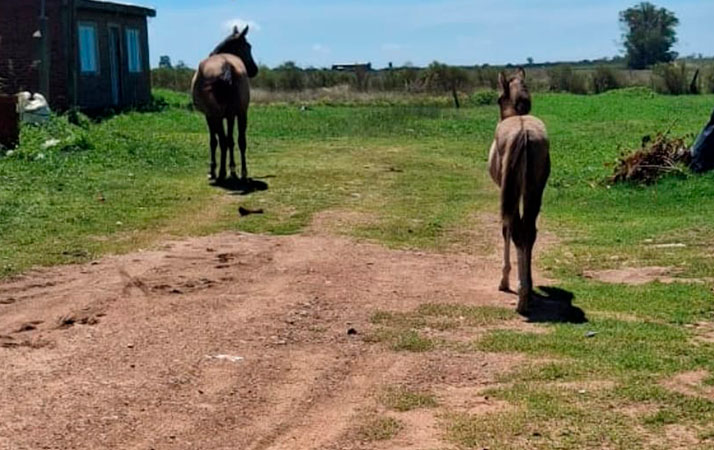 Basavilbaso: retuvieron dos equinos que se encontraban sueltos en la vía pública