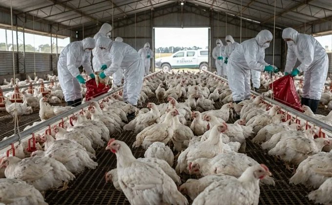 Detectan un nuevo foco de influenza aviar en Bolívar y ya son cuatro en el país