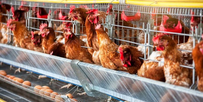 Suspenden las exportaciones avícolas al confirmarse caso de influenza aviar