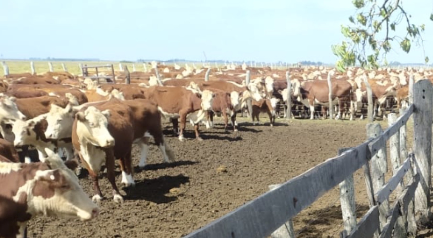 Según FUCOFA el stock ganadero entrerriano se mantiene estable