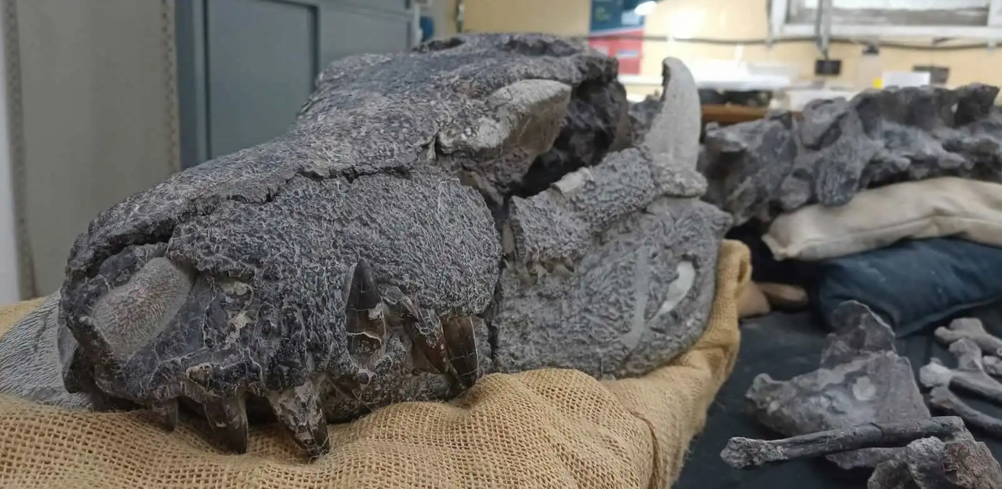 Descubren en la Patagonia fósil de cocodrilo feroz de 70 millones de años