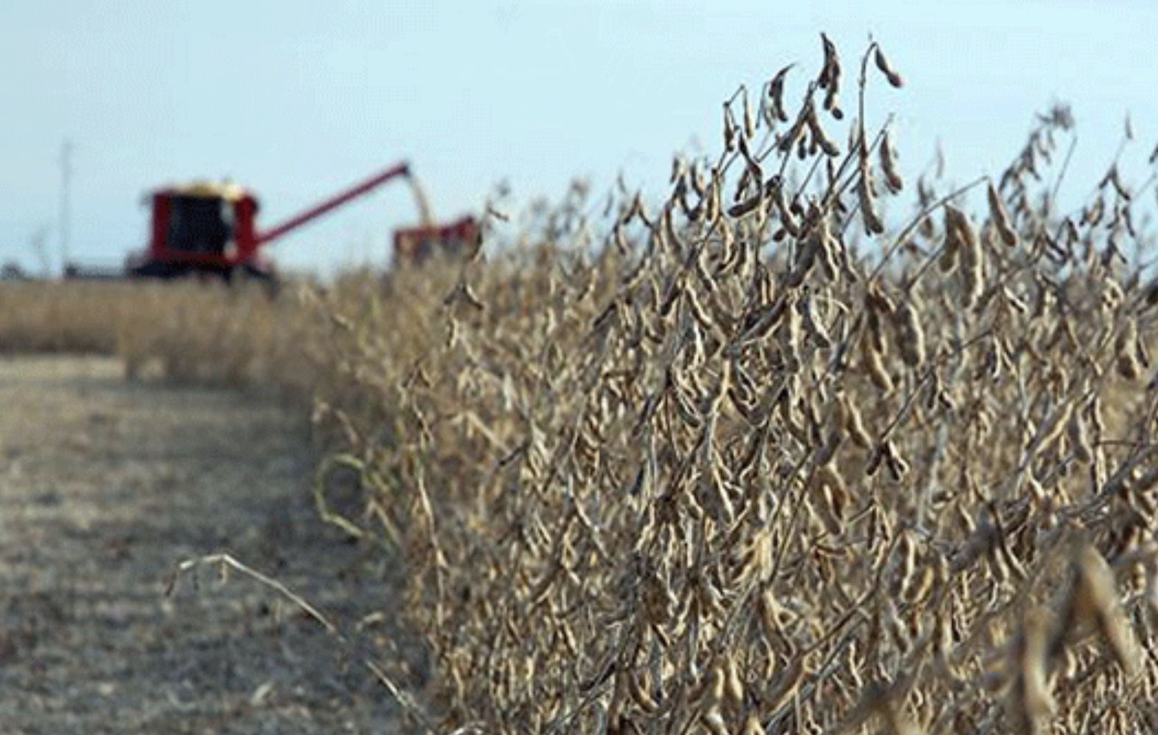Soja en la región núcleo: estiman 600.000 t menos de producción