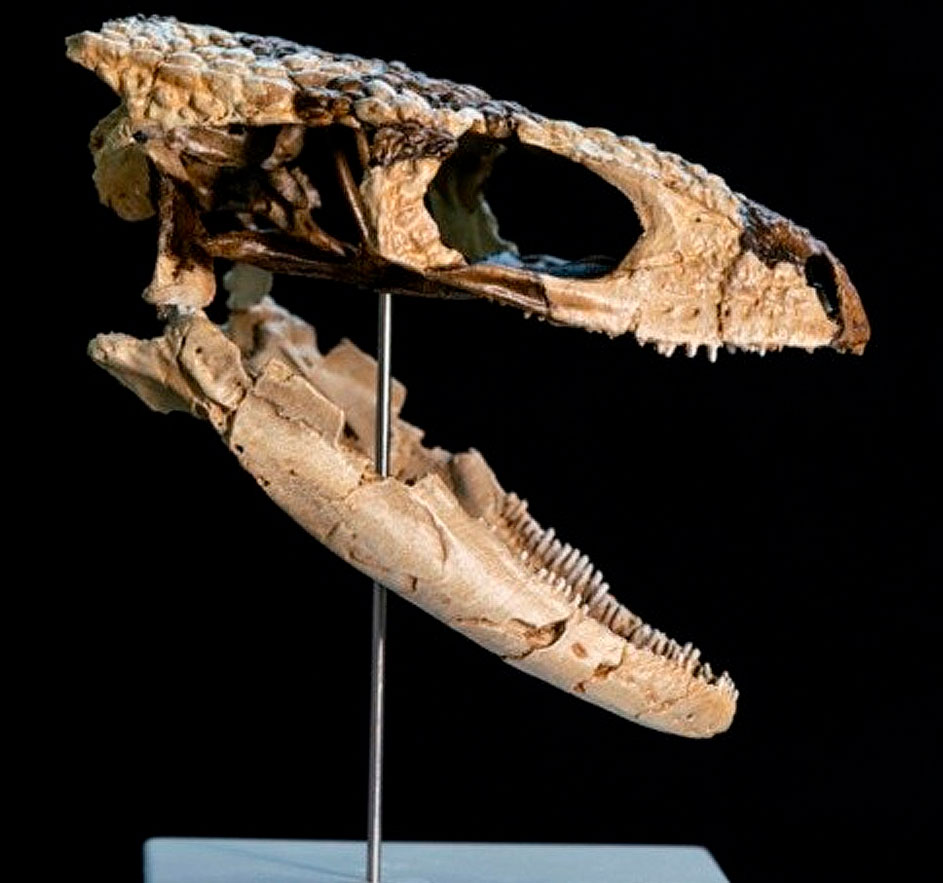 Hallan en la Patagonia un reptil de 70 millones de años