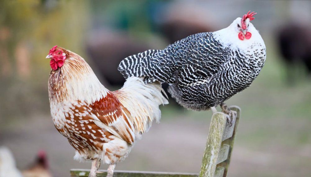 Detectan un caso de gripe aviar en aves de traspatio en Río Negro