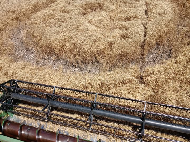 Hallaron una marca extraña entre los cultivos de trigo al Sur de Rocamora