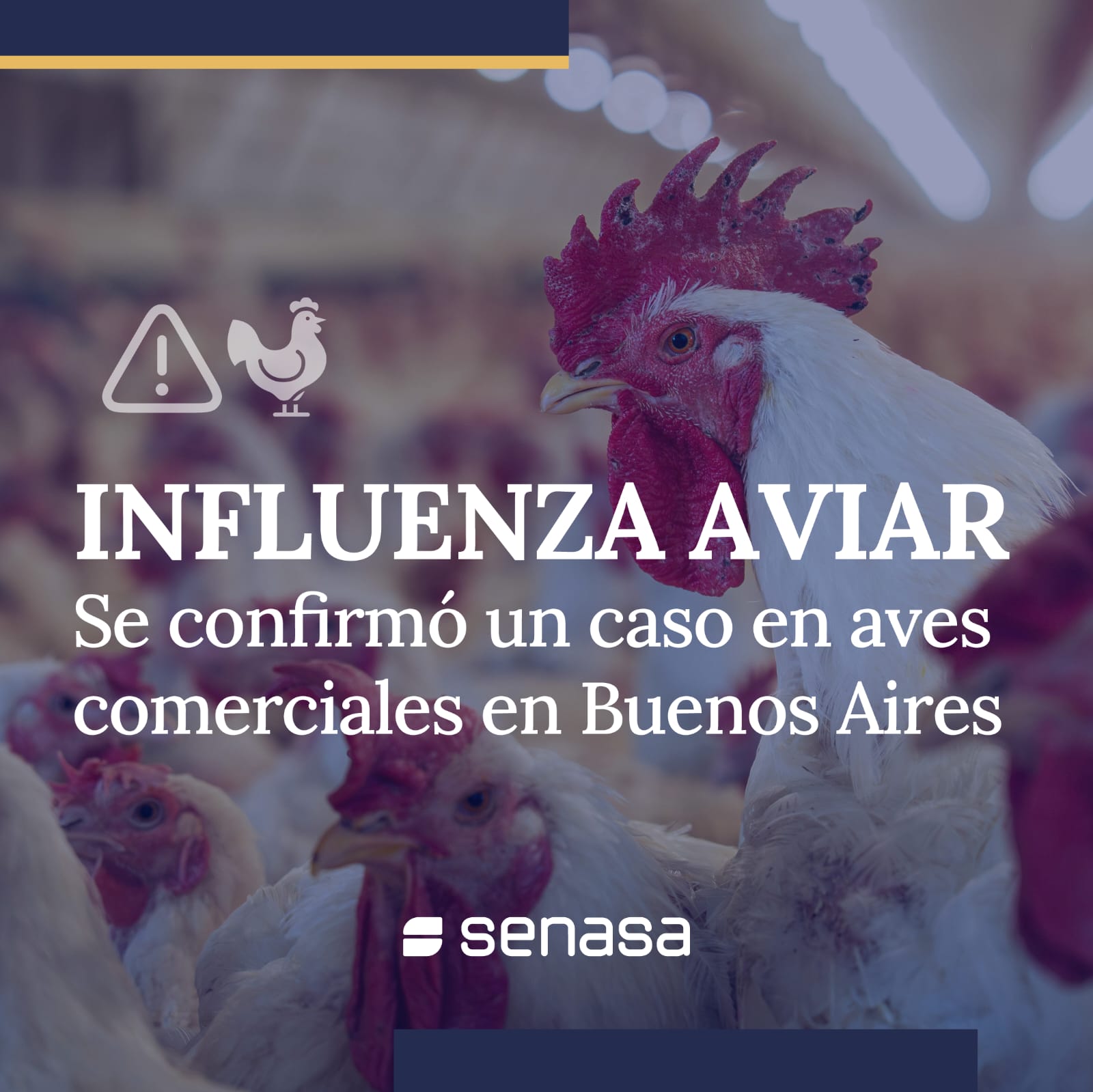 Confirman caso de influenza aviar y suspenden exportaciones