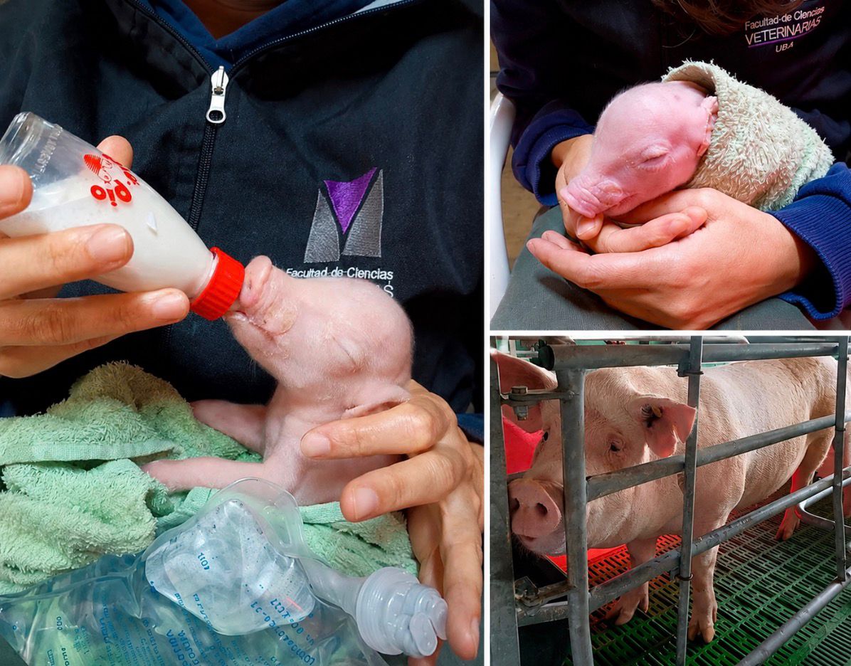 Nació en Argentina un cerdo modificado para futuros trasplantes