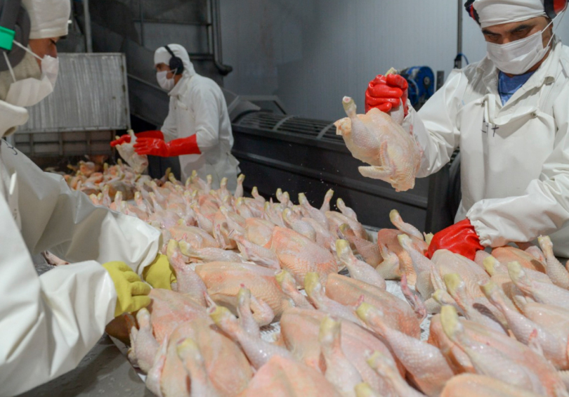 Reabren el mercado de Japón para carne aviar
