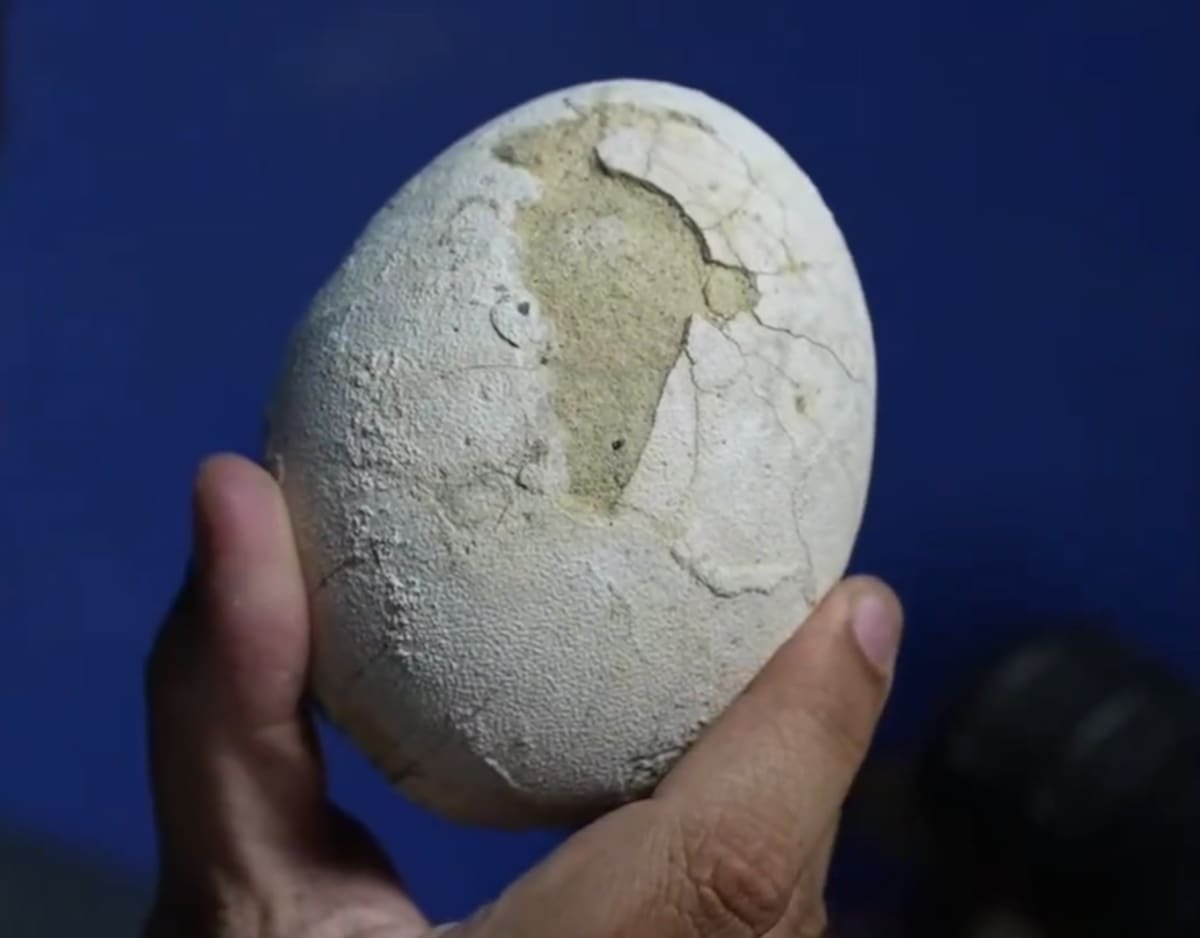 Descubren un huevo de dinosaurio carnívoro en la Patagonia