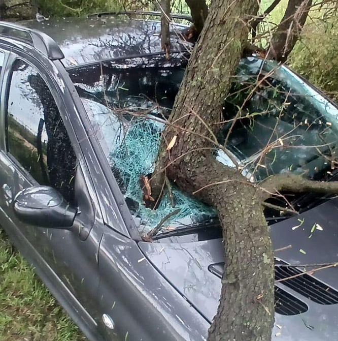 Ráfagas de viento provocaron la caída de un árbol sobre un auto