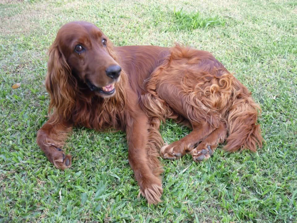 Día del Perro: más que una celebración