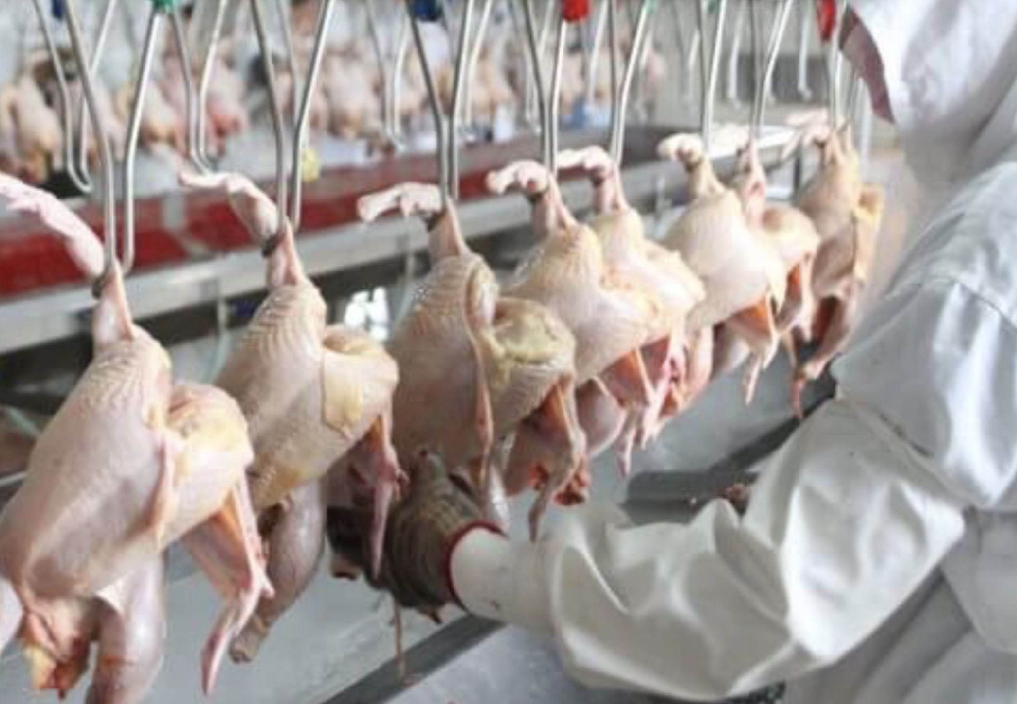 Argentina reabre el mercado europeo para la carne aviar 