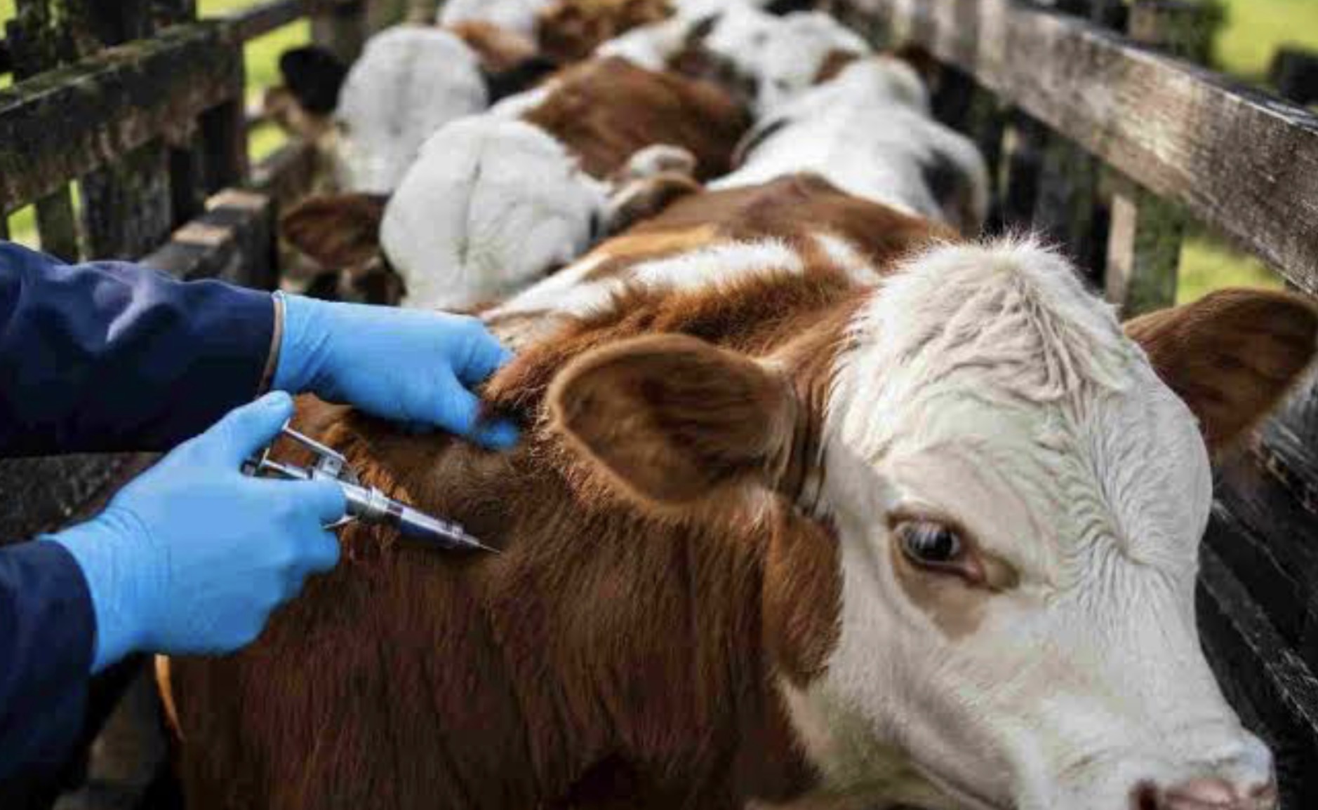 FUCOFA realizará una vacunación voluntaria desde noviembre