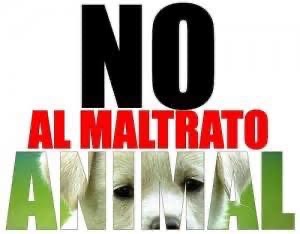 Conmoción en Santa Anita por grave caso de maltrato animal