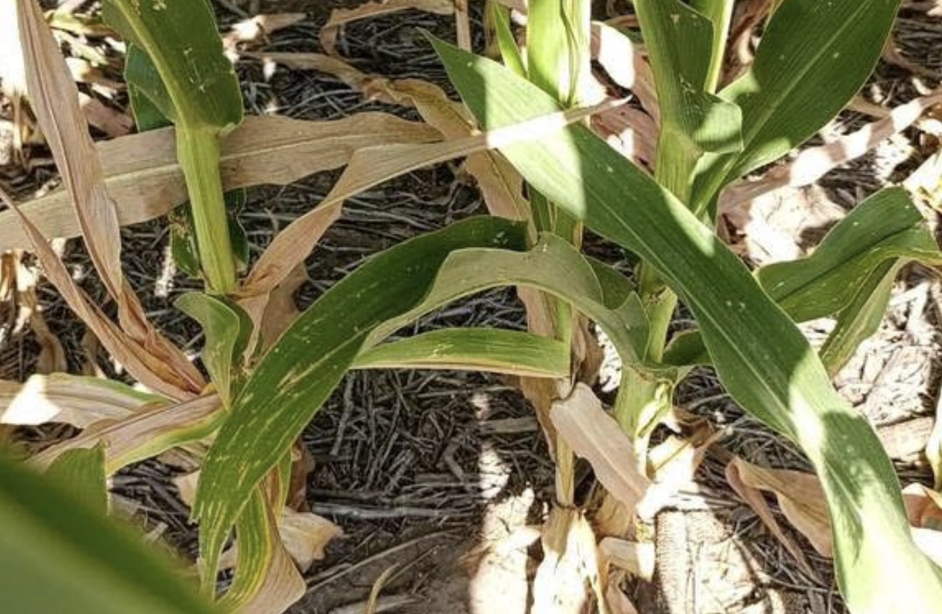 Sequía y ola de calor golpean al Sur entrerriano y encienden alarmas en el campo