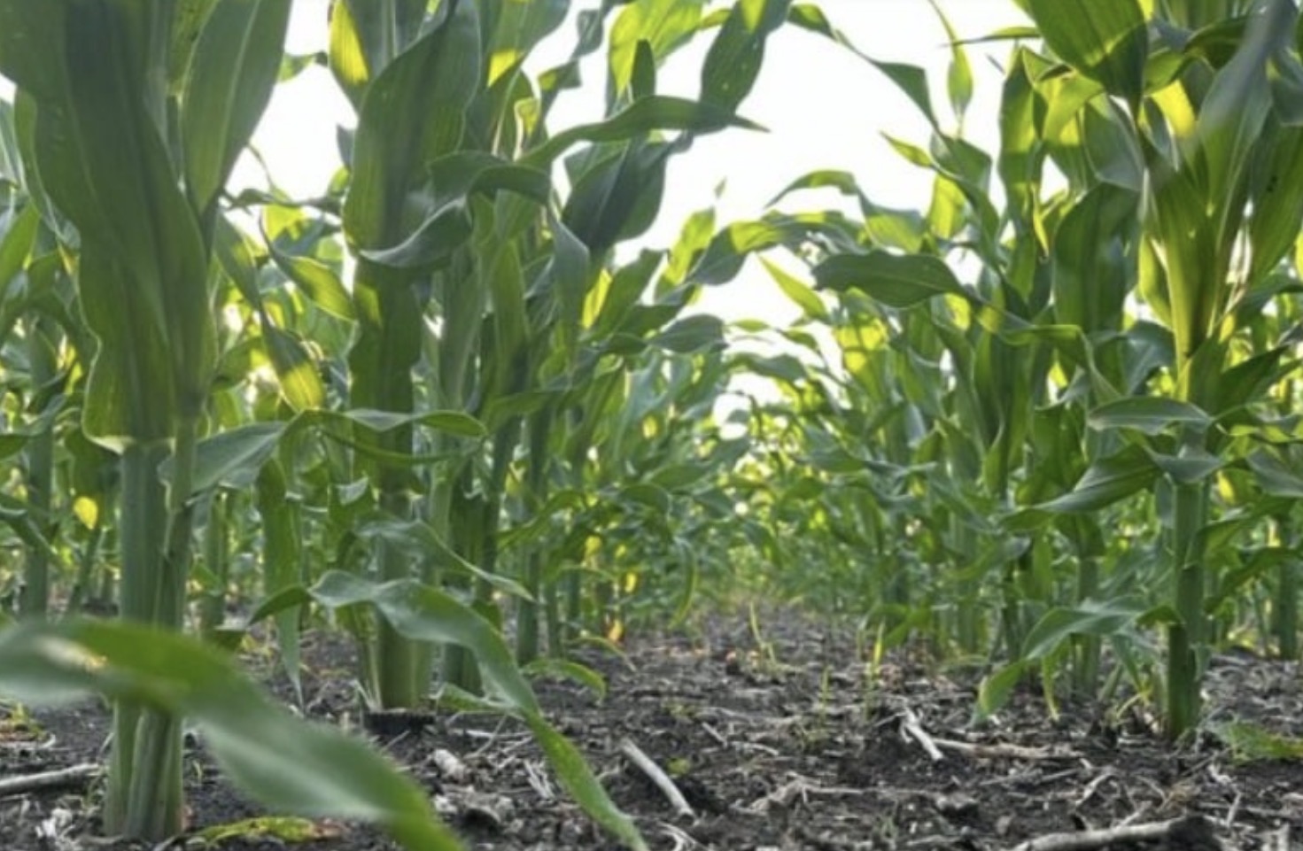 Estiman un fuerte crecimiento de la producción de maíz en Entre Ríos