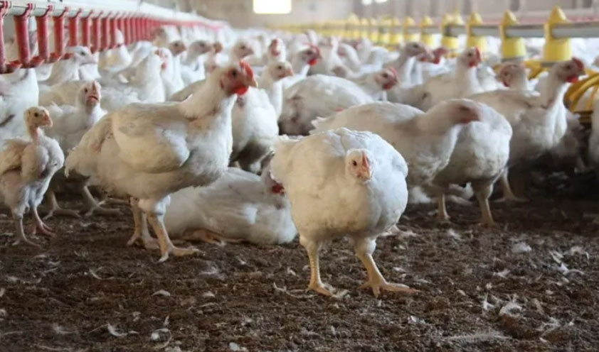 Gripe aviar: sacrificaron más de 100 aves en una granja bonaerense 