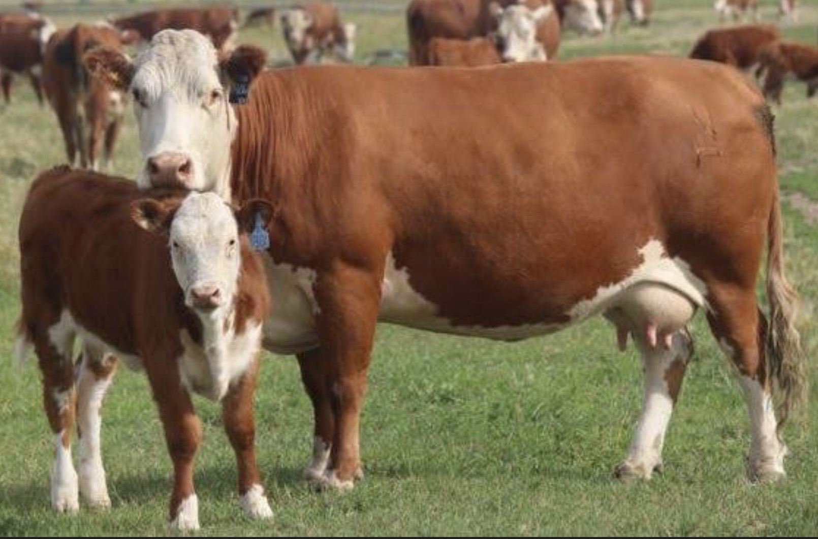 Se frena el movimiento de terneros y cae el envío a faena