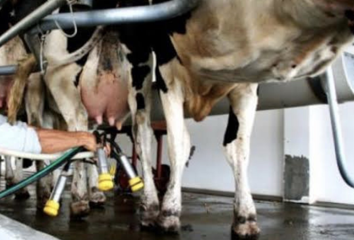 Récord en la lechería: la producción alcanzó su mayor nivel de la década