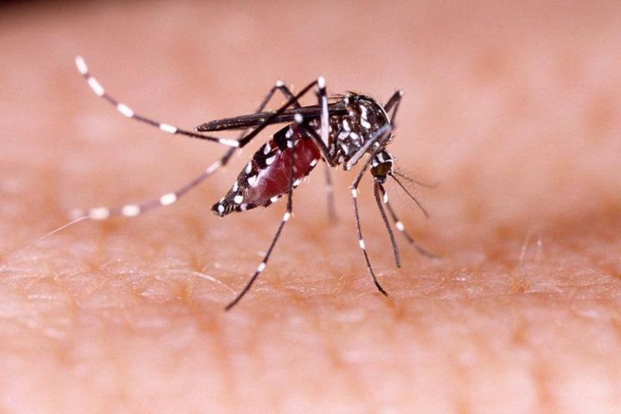 Confirman tres casos de dengue en Entre Ríos y detectan una nueva variante