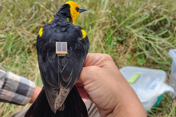 Estudian un ave en peligro de extinción
