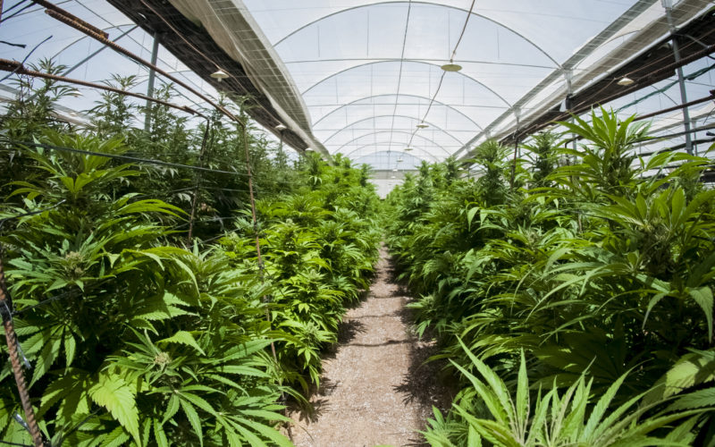 Desarman ARICCAME y reorganiza el control del cannabis