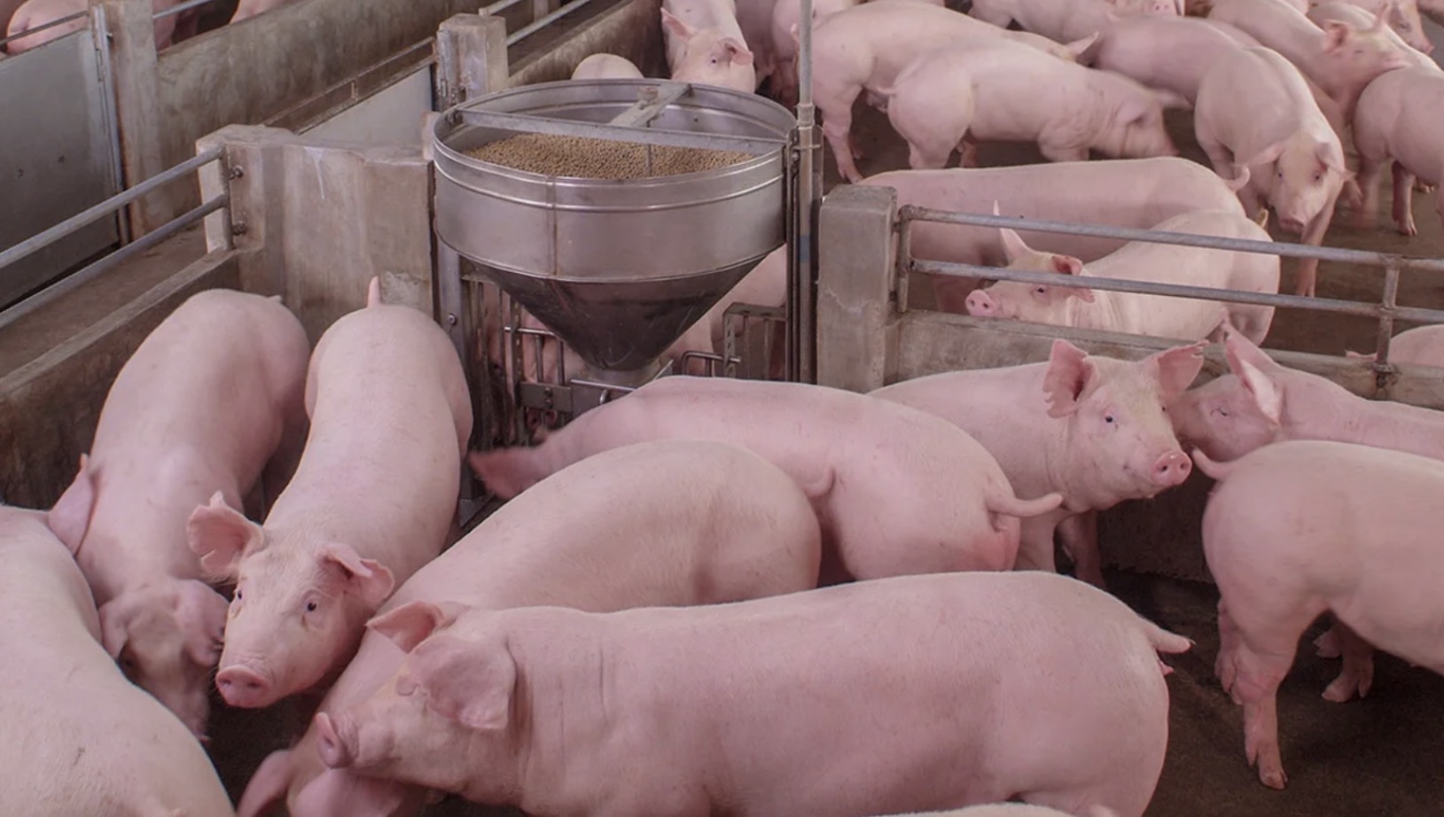 La carne porcina alcanza récord de faena y consumo