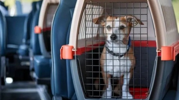 Autorizan mascotas a bordo de colectivos de larga distancia y trenes