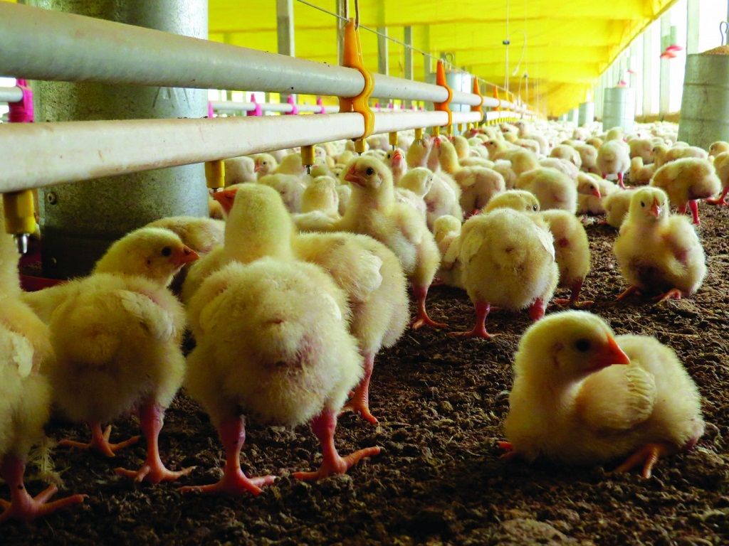 Argentina recuperó el estatus de país libre de influenza aviar