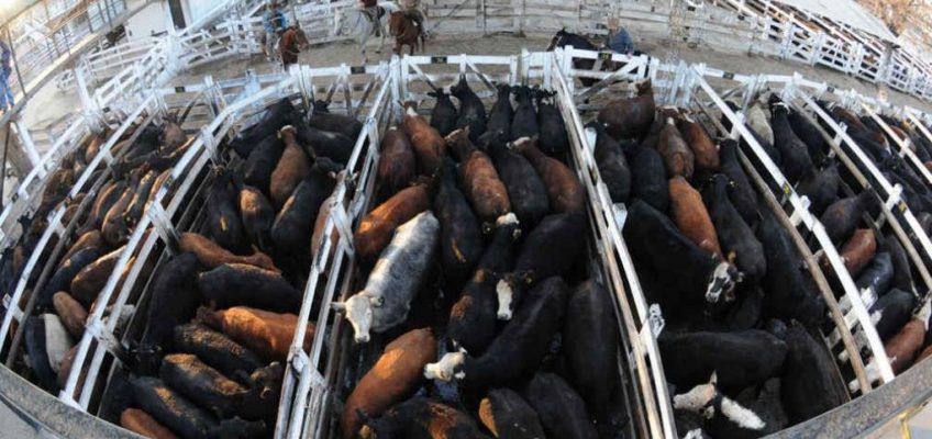 Ya no hay peso mínimo de faena para bovinos