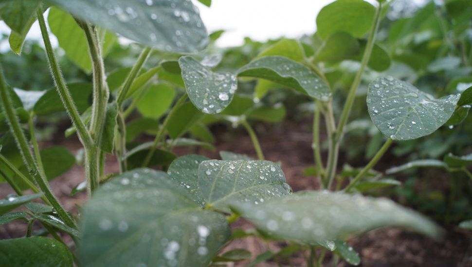 El posible regreso de “El Niño” genera expectativas en el campo