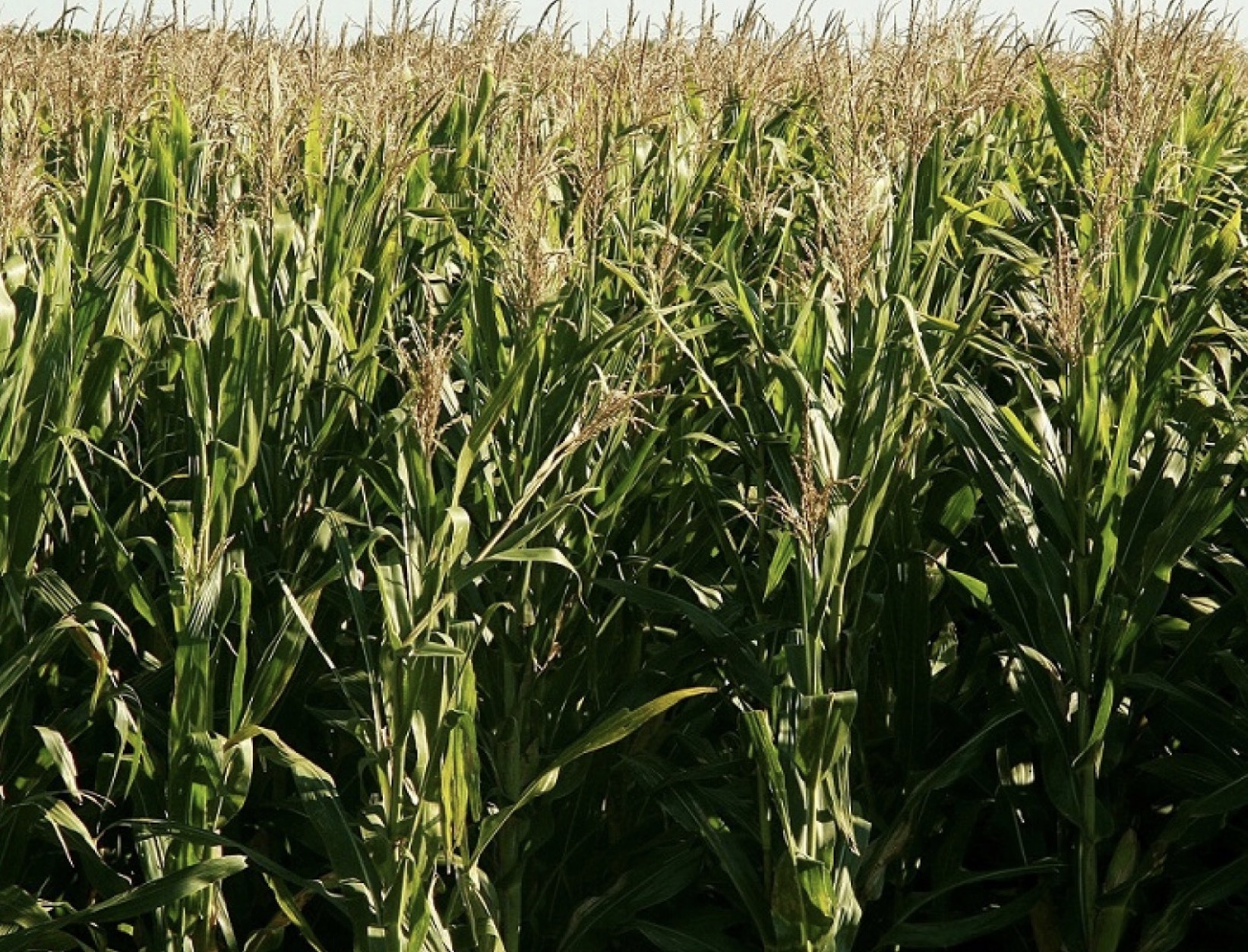 Chicharrita del maíz: refuerzan estrategias para reducir el riesgo