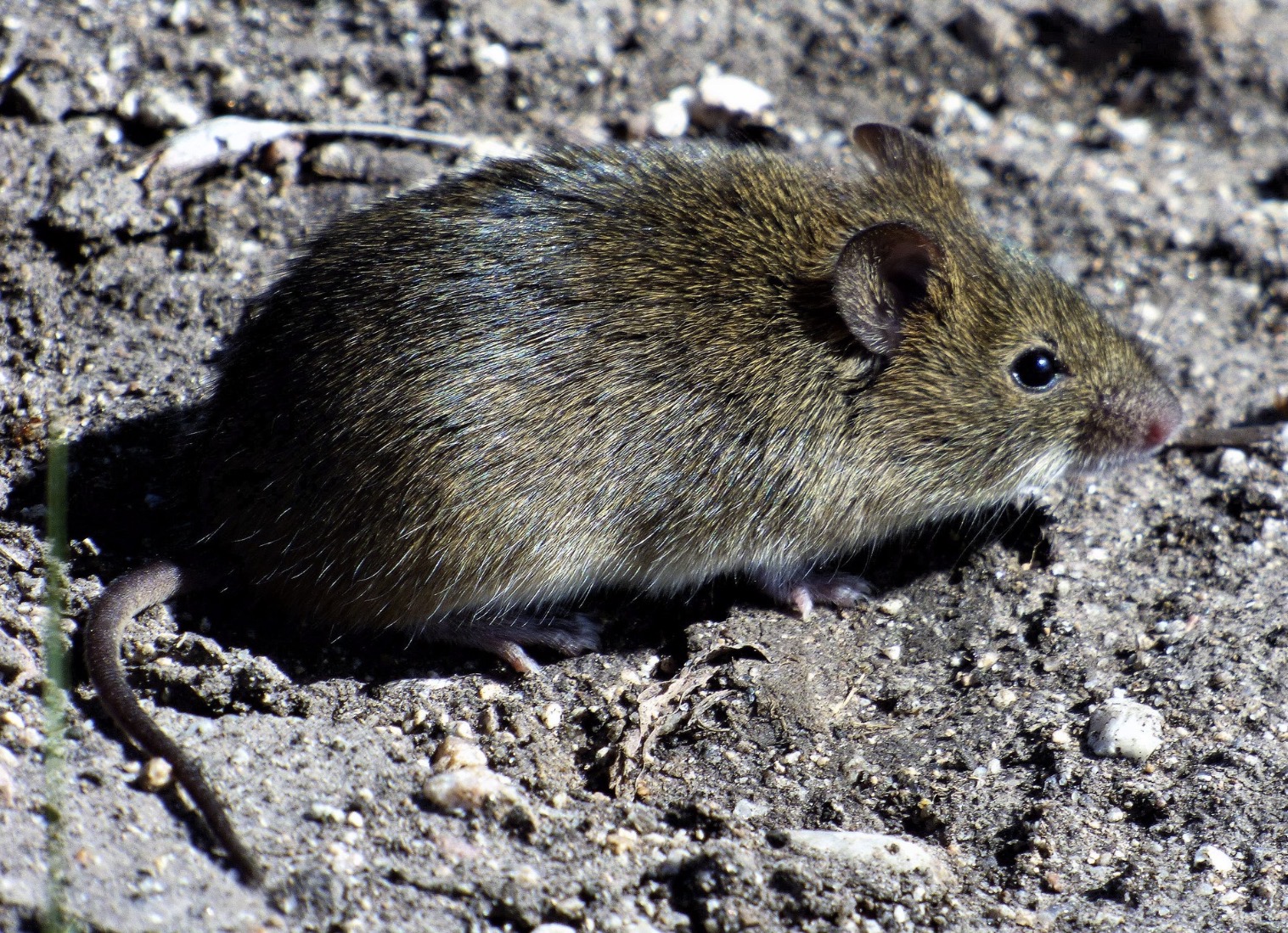 Alertan por hantavirus en Entre Ríos: se registró una muerte